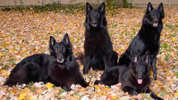 фото собак породы Грюнендаль