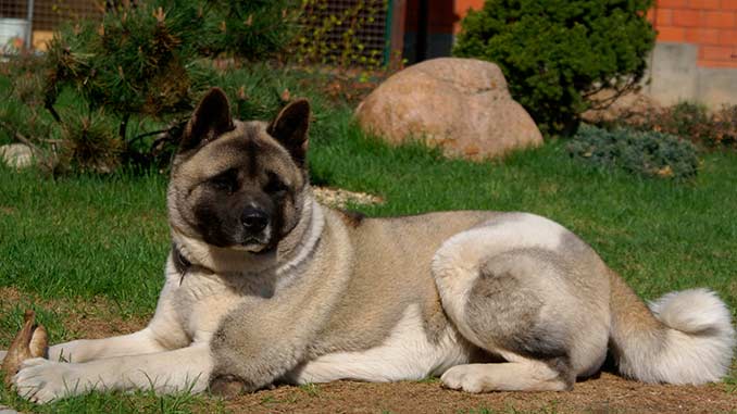 Американская акита отдыхает