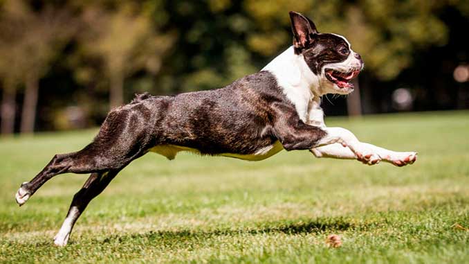 бостон-терьер играет фото