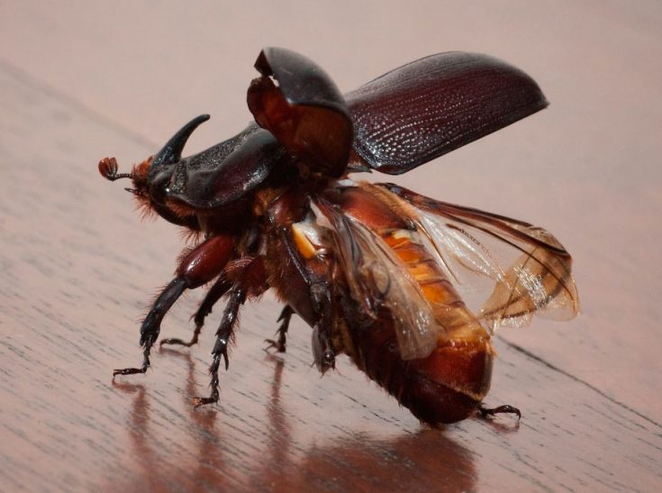 Польза и вред жука-носорога