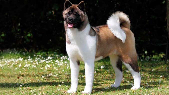 собака породы американская акита фото