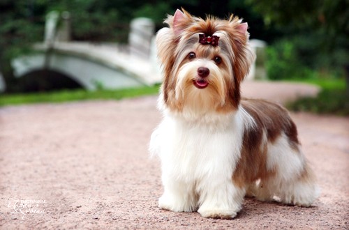 длинношерстный йоркширский терьер