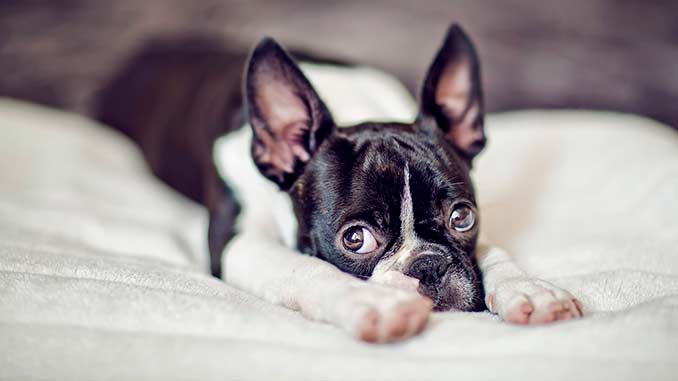 фото собаки породы бостон-терьер