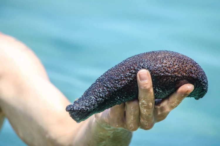 Кукумария — описание, польза, рецепты приготовления