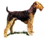 Эрдельтерьер на белом фоне