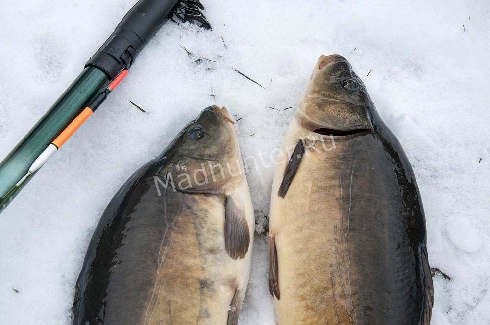 Ловля карпа зимой на поплавочную удочку Ловля карпа зимой на поплавочную удочку