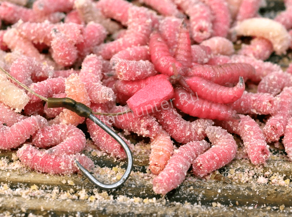 Опарыш на карпа зимой Опарыш на карпа зимой