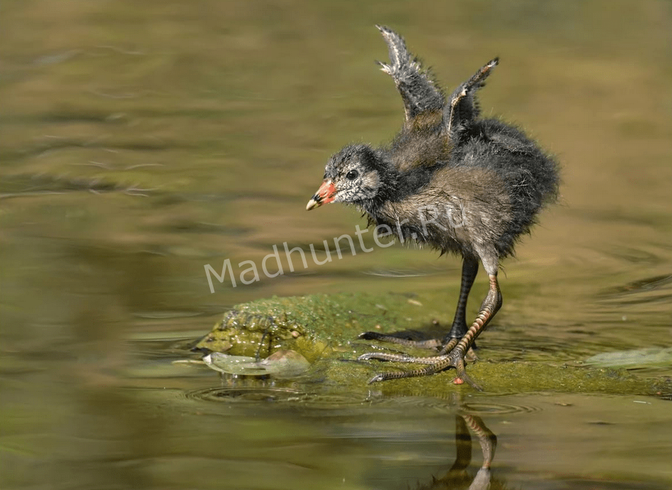 Птенец камышницы