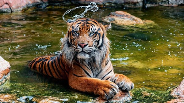 Суматранский тигр