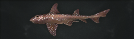 Виды акул – описание, название, отряды акул