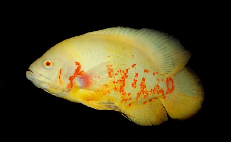 Совместимость астронотусов с другими рыбами: рекомендации