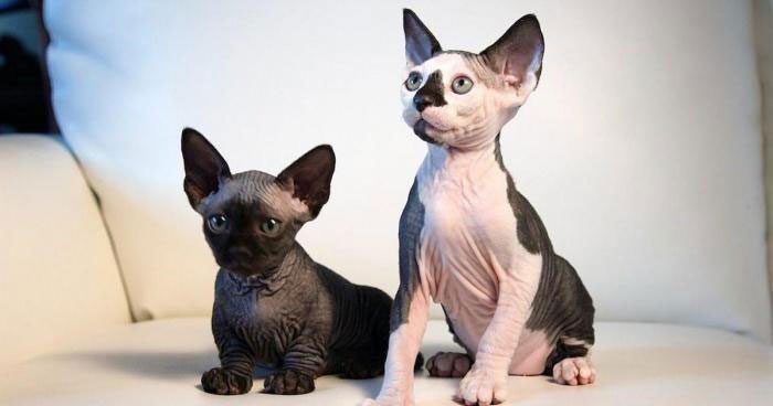 Два котенка бамбино Бамбино