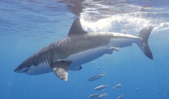 Виды акул – описание, название, отряды акул