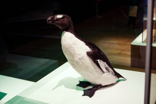 Какая птица ныряет глубже