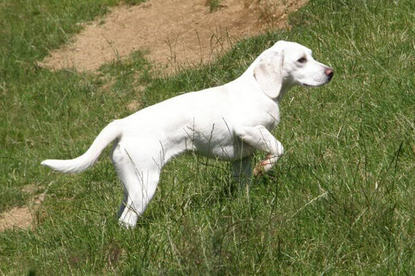 одиннадцать