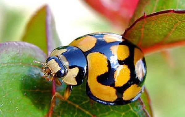 Божья коровка-насекомое-описание-особенности-виды-и-среда обитания-божьей коровки-10