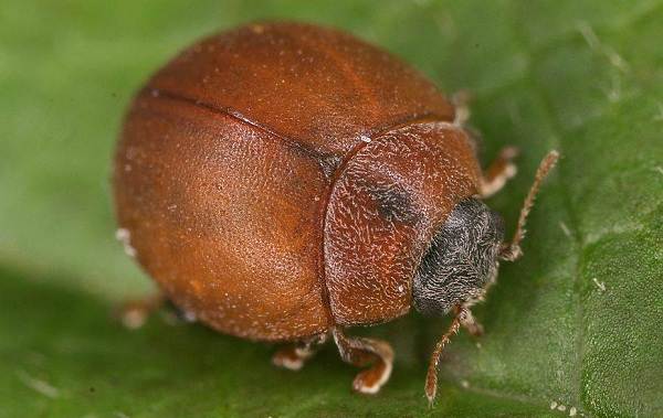 Божья коровка-насекомое-Описание-особенности-вида и среды обитания-марибуг-11