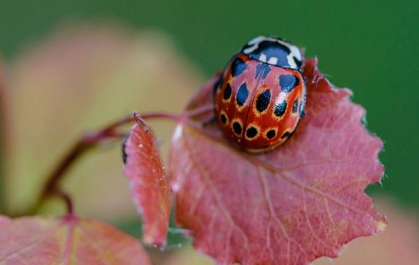 Божья коровка-насекомое-описание-особенности-виды-и-среда обитания-божьей коровки-13