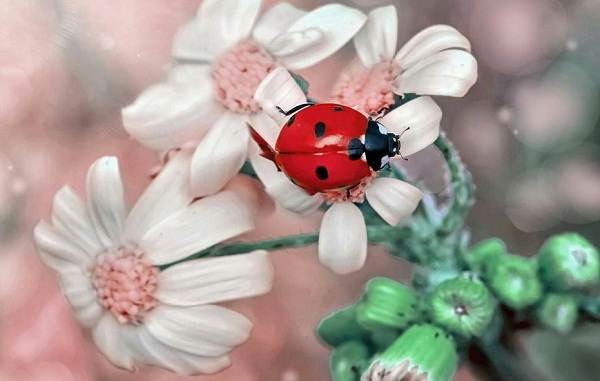 Божья коровка-насекомое-описание-особенности-виды-и-среда обитания-божьей коровки-14