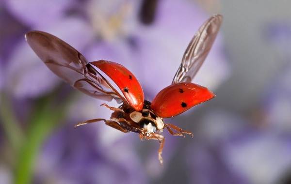 Божья коровка-насекомое-Описание-особенности-вида и среды обитания-марибука-17