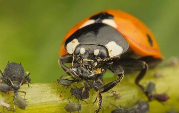 Божья коровка-насекомое-описание-особенности-виды-и-среда обитания-божьей коровки-18