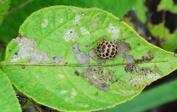 Божья коровка-насекомое-описание-особенности-виды-и-среда обитания-божьей коровки-19