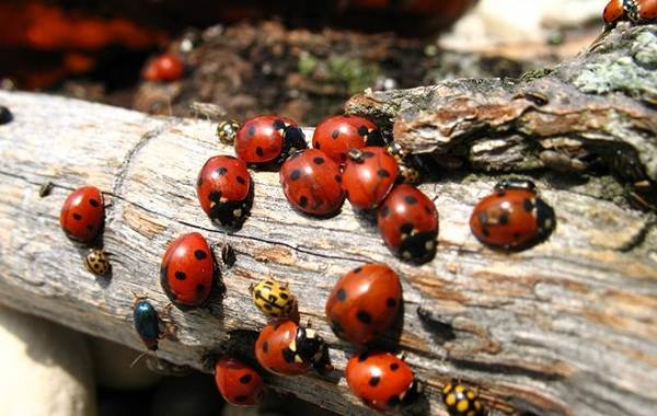Божья коровка-насекомое-описание-особенности-виды-и-среда обитания-божьей коровки-2
