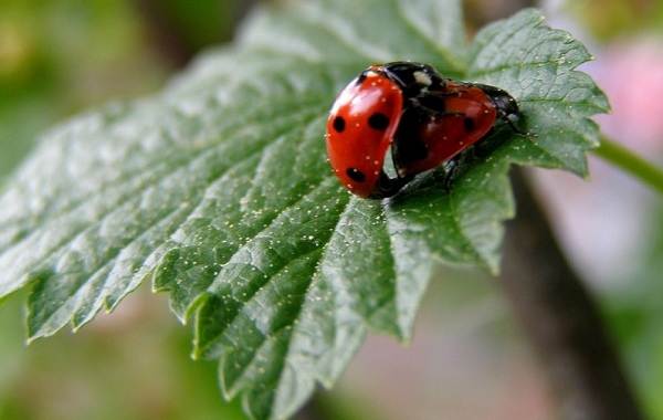 Божья коровка-насекомое-Описание-особенности-вида и среды обитания-марибука-20