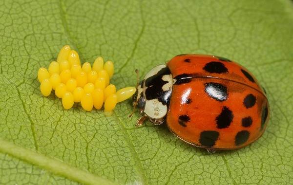 Божья коровка-насекомое-Описание-особенности-вида и среды обитания-для-божьей коровки-21