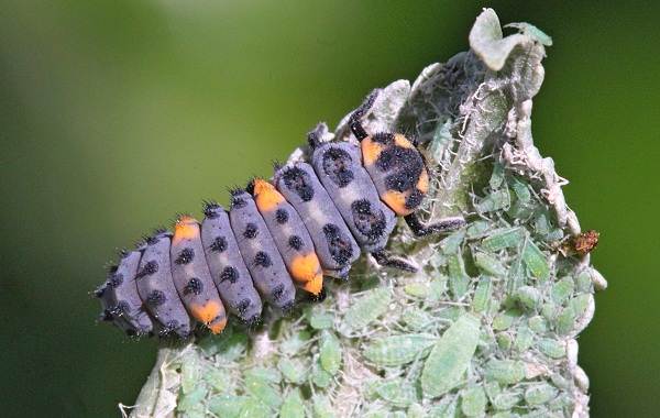 Божья коровка-насекомое-Описание-особенности-вида и среды обитания-марибука-22