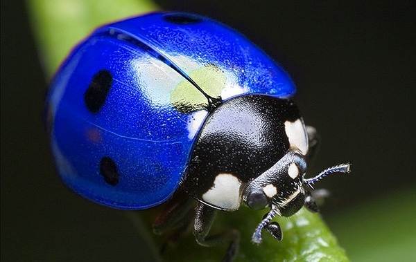 Божья коровка-насекомое-Описание-особенности-вида и среды обитания-марибука-23