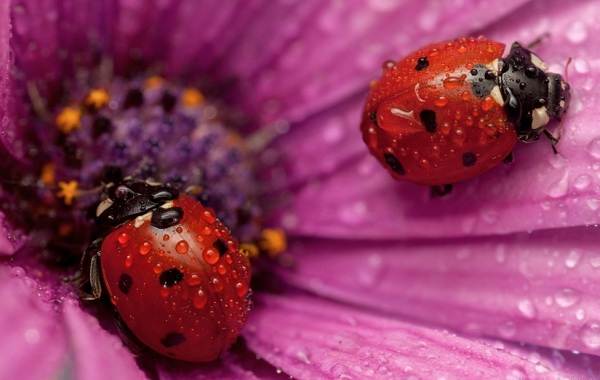 Божья коровка-насекомое-описание-особенности-виды-и-среда обитания-божьей коровки-5