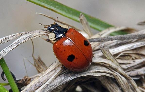 Божья коровка-насекомое-описание-особенности-виды-и-среда обитания-божьей коровки-6
