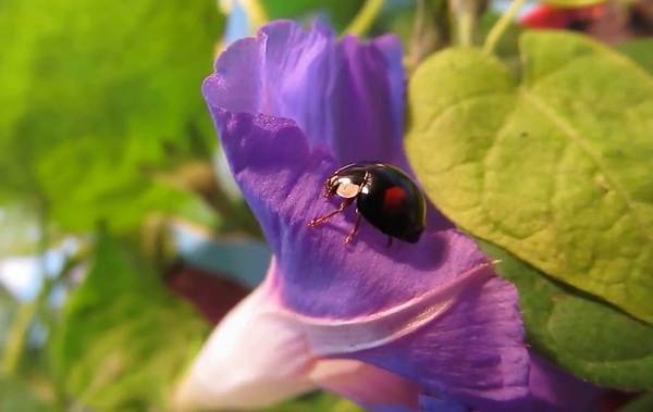 Божья коровка-насекомое-описание-особенности-виды-и-среда обитания-божьей коровки-7