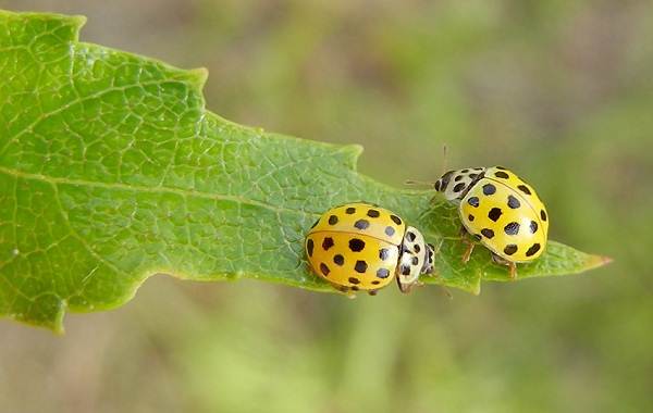 Божья коровка-насекомое-Описание-особенности-вида и среды обитания-марибуг-9
