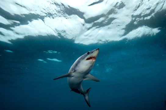 Виды акул – описание, название, отряды акул