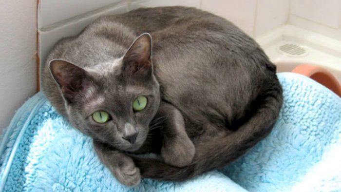 Корат лежит