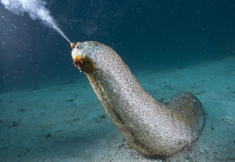 Кукумария — описание, польза, рецепты приготовления