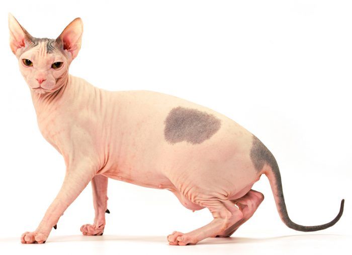 Пятнистый сфинкс Донской сфинкс
