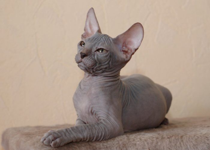 Котенок серого сфинкса