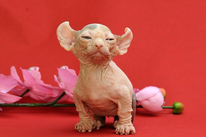 Веселый дом Жилая кошка