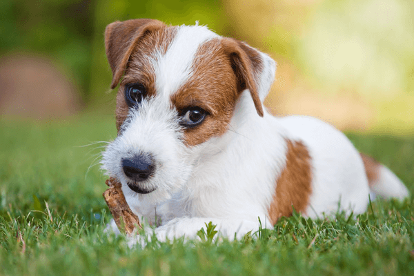 одиннадцать