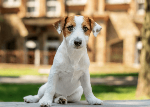 Разновидности джек-рассел-терьеров: о жесткошерстном и гладкошерстном виде