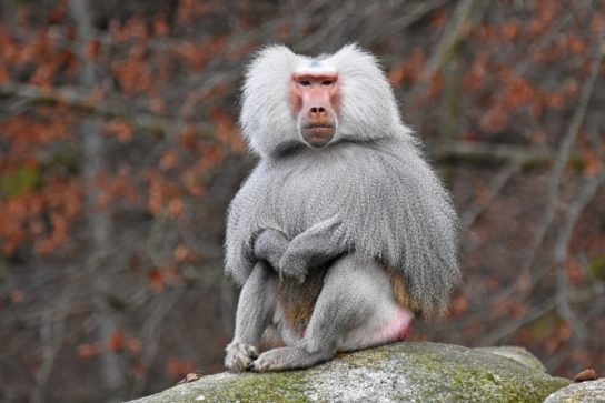 Виды обезьян, разновидности обезьян