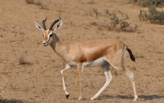 Животные пустыни и их удивительные механизмы приспособления