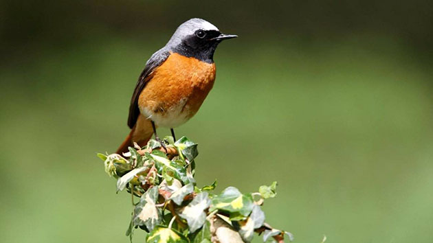 Ассортимент красных заквасок простирается по всей Европе и особенно в России Ассортимент красных заквасок простирается по всей Европе и особенно в России