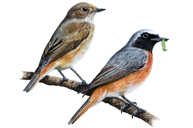 Самец горного козла сильно отличается от самки по окраске Самец горного козла сильно отличается от самки по окраске