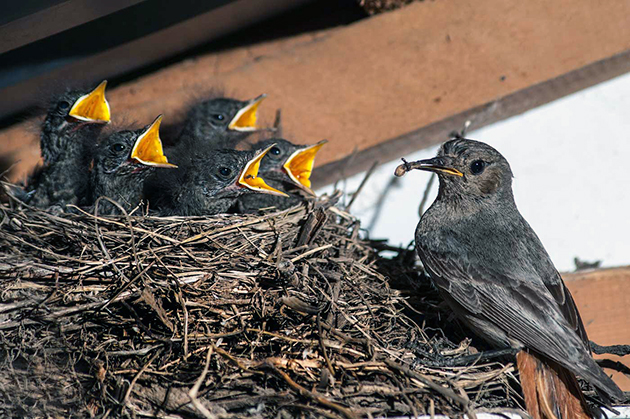 Самец горихвостки очень красиво ухаживает за самкой Самец горихвостки очень красиво ухаживает за самкой
