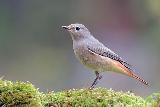 Птица горихвостка (лат. Phoenicurus) Птица горихвостка (лат. Phoenicurus)