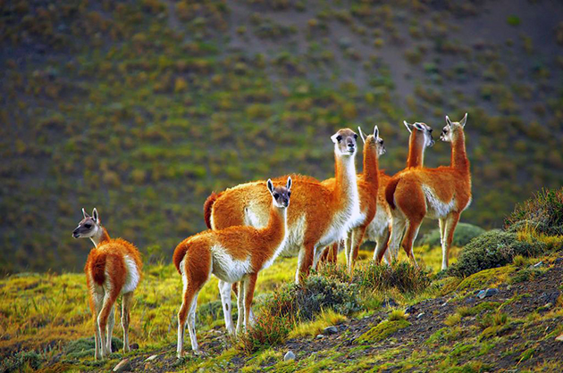 По мнению палеогенетиков гуанако — предок верблюдов